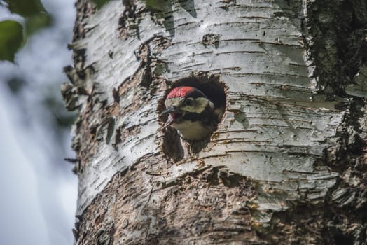 Photo was shot in a forest on Red's rock mountain in Halden, Norway and showing a great spotted woodpecker, Dendrocopos major chick that are waiting to fly out of the nest.