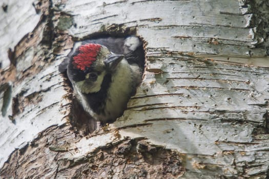 Photo was shot in a forest on Red's rock mountain in Halden, Norway and showing a great spotted woodpecker, Dendrocopos major chick that are waiting to fly out of the nest.