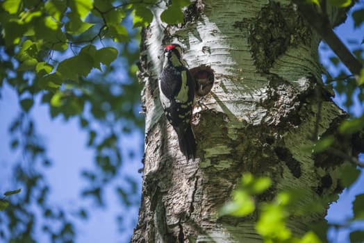 Photo was shot in a forest on Red's rock mountain in Halden, Norway and showing a great spotted woodpecker, Dendrocopos major that feeds its chicks