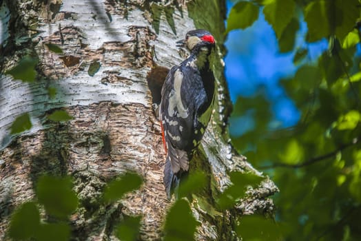 Photo was shot in a forest on Red's rock mountain in Halden, Norway and showing a great spotted woodpecker, Dendrocopos major that feeds its chicks