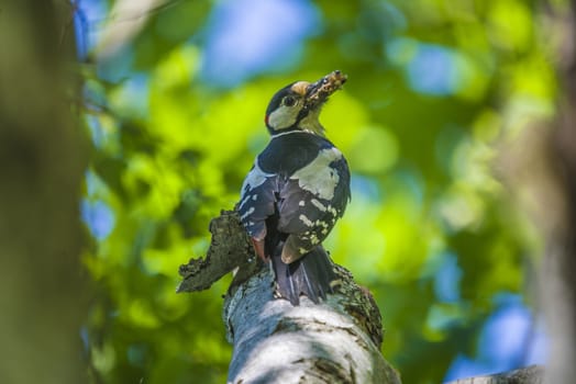 Photo was shot in a forest on Red's rock mountain in Halden, Norway and showing a great spotted woodpecker, Dendrocopos major that feeds its chicks