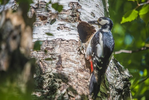 Photo was shot in a forest on Red's rock mountain in Halden, Norway and showing a great spotted woodpecker, Dendrocopos major that feeds its chicks