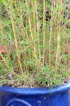 yellow bamboo in pot