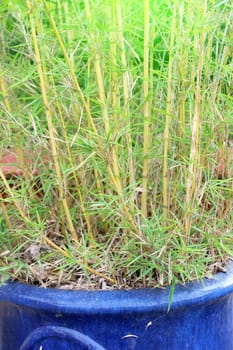 yellow bamboo in pot