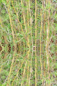 yellow bamboo in pot