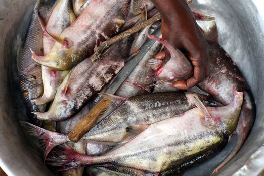 Fish catch from River Congo, Bas-Congo, DR Congo, ready for preparation in a village kitchen