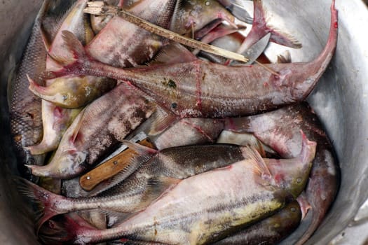 Fish from River Congo in a village kitchen in the province of Bas-Congo, DR Congo