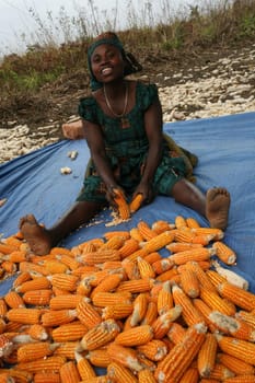 Corn harvest in a community development project in the province of Kinshasa, Dr Congo, 25 August 2010