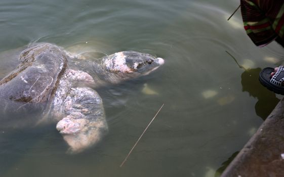 Temple turtle in a pond at a Sufi shrine in Chittagong, Bangladesh