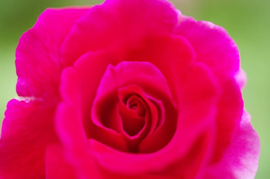 Red rose flower closeup, Love concept