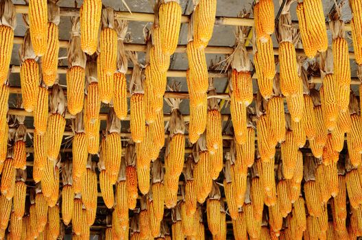 Hanging corn on ceiling, Agriculture concept