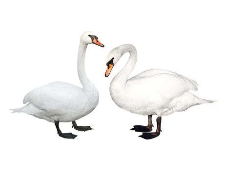 Two white swans. Isolated over white