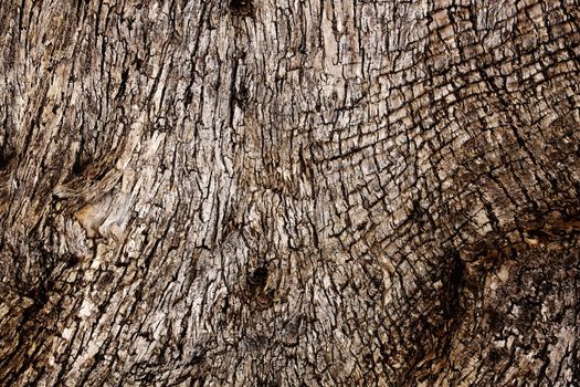 Texture - a bark of an old olive