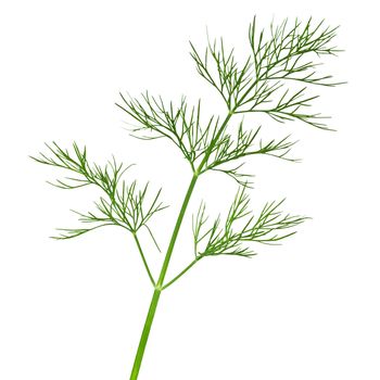 Dill isolated on white background. Fresh green herb. Macro shot