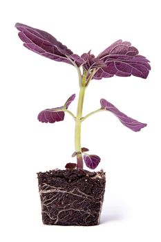 A single purple Coleus plant with roots against a white background.