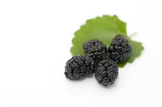 Fresh ripe organic mulberries on white background