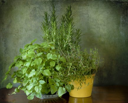 Garden herbs to spice up the cuisine: mint, thyme, rosemary