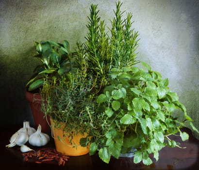 Kitchen condiments:fresh mint, thyme, rosemary, sage, garlic and dry peppers on a grunge background