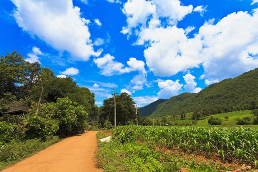 Farmland in Thailand