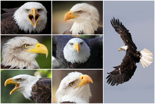 composition collage with a lot of bald eagles