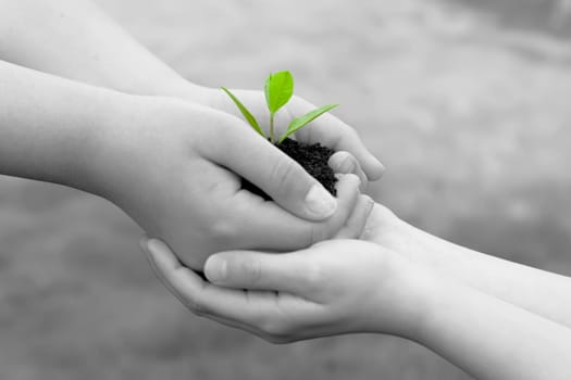 Plant in hands