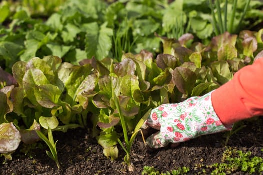 Woman planting salad seedlings in her kitchen garden.