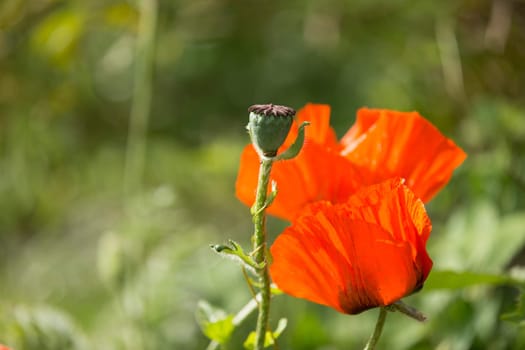 Closeup of red poppy flower in sunny day.