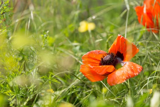 Red poppy flower on green field in sunny day.