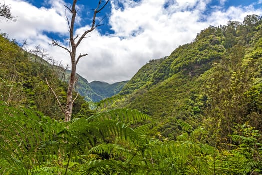 Fern and trees in natural tropical environment