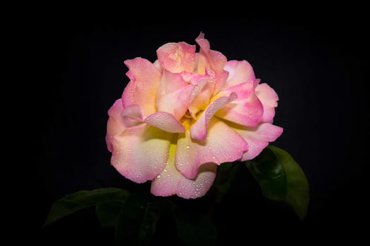 Pink Rose in Morning Dew.