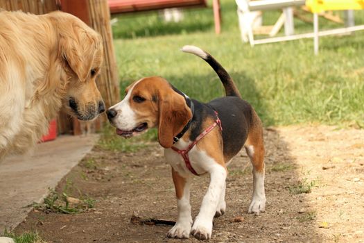 young beagle purebred playing with golden retriever in the backyard