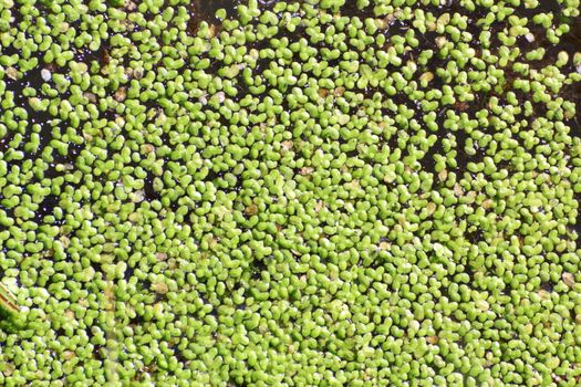green duckweed growing on water surface forming an interesting natural pattern