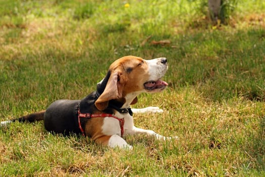 lazy beagle standing in the grass in a hot summer day