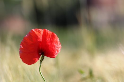 wild red poppy flower growing near a corn field blurred in the background