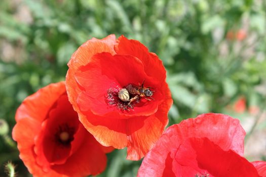wild red poppy with bee searching for pollen