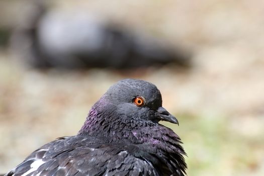 portrait of a lazy pigeon standing in the shade at noon