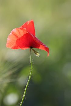 closeup of single red poppy blown by the wind