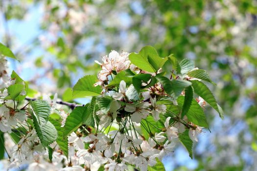 cherry tree white flowers in early spring