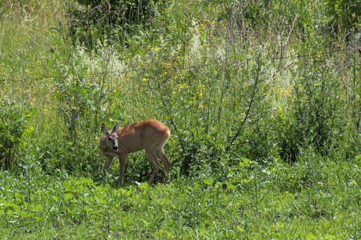 wild roe deer doe ( female capreolus ) standing in the big grass of eatly summer