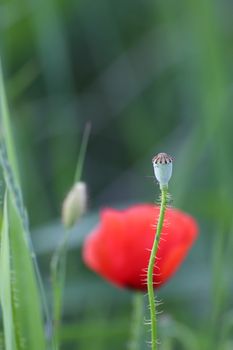 close-up of a wild poppy capsule with red flower in the background