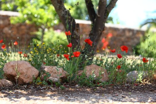 Garden path with red poppy flowers and tree trunk