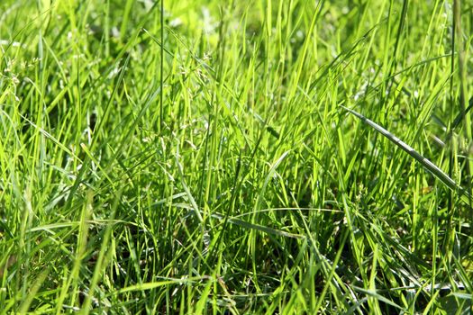 Close-up view of meadow with green grass