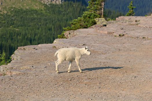 Mountain Goat (oreamnos americanus), Glacier National Park, Montana, USA