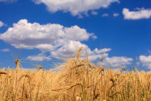 Ripe wheat against a blue sky and clouds