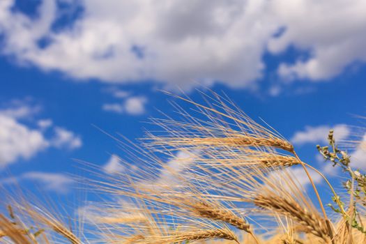 Ripe wheat against a blue sky and clouds