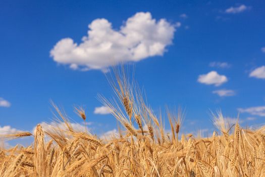 Ripe wheat against a blue sky and clouds