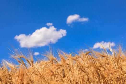 Ripe wheat against a blue sky and clouds