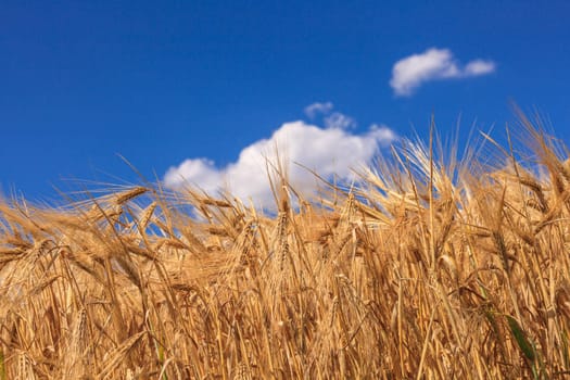 Ripe wheat against a blue sky and clouds