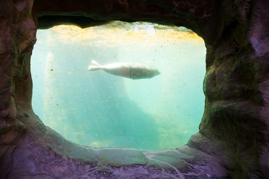 A seal swims by the glass of this aquarium tank at a zoo, calm and peaceful in the dirty tank of water.