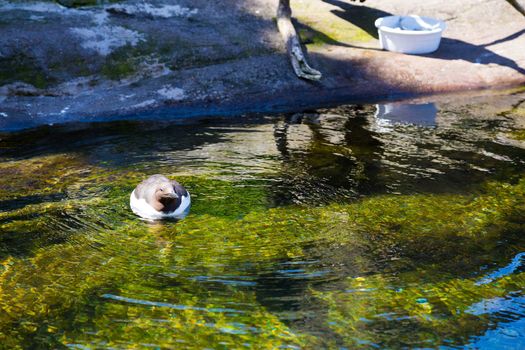 Birds swim and clean themselves at a zoo aquarium tank for waterfowl birds.